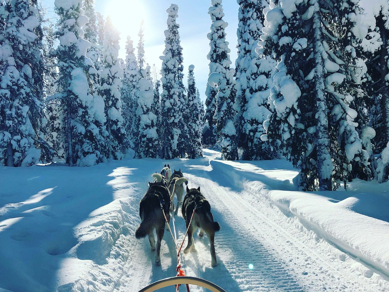 A husky team pulling a sled along a snow track through frosted pines
